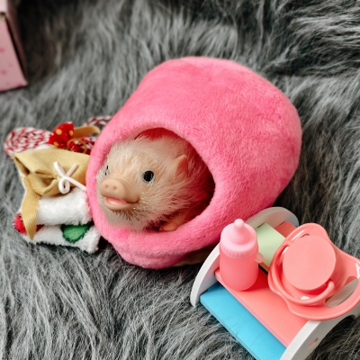 Силиконовая свинка реборн Plushie с расширенной комплектацией-5