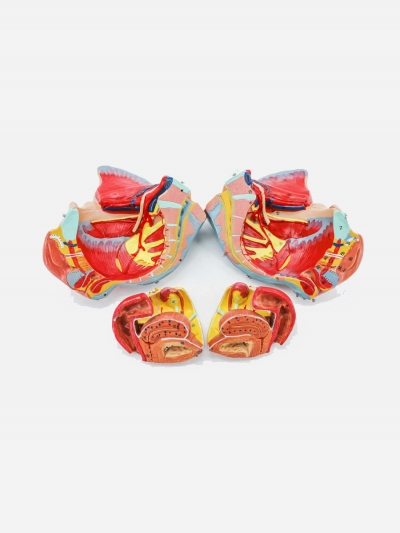 Разборная анатомическая модель женского таза Corpo Pelvis-4