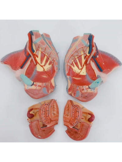 Разборная анатомическая модель женского таза Corpo Pelvis-3