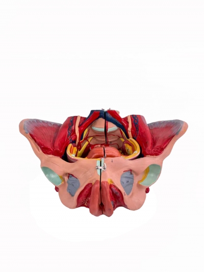 Разборная анатомическая модель женского таза Corpo Pelvis-1