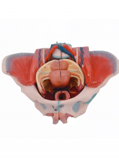 Разборная анатомическая модель женского таза Corpo Pelvis-2
